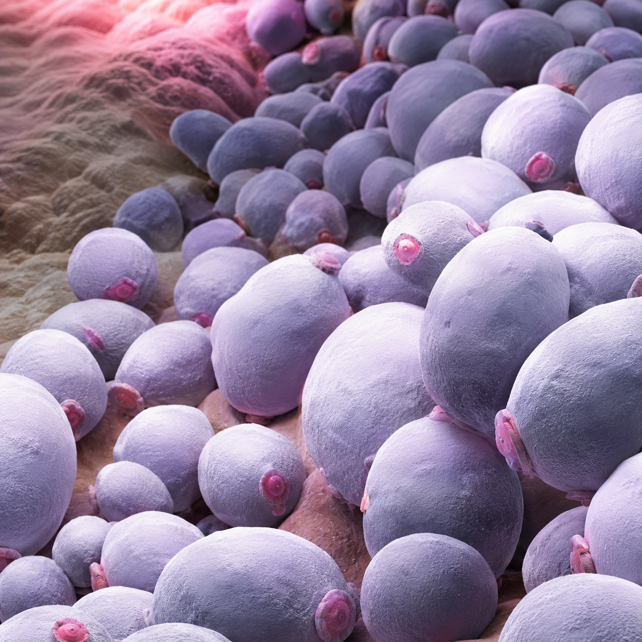 Corynebacterium bacteria microscope-style visual