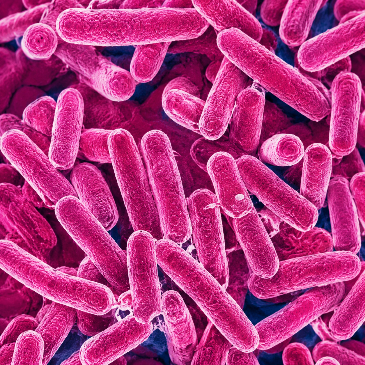Pseudomonas aeruginosa bacteria microscope-style visual