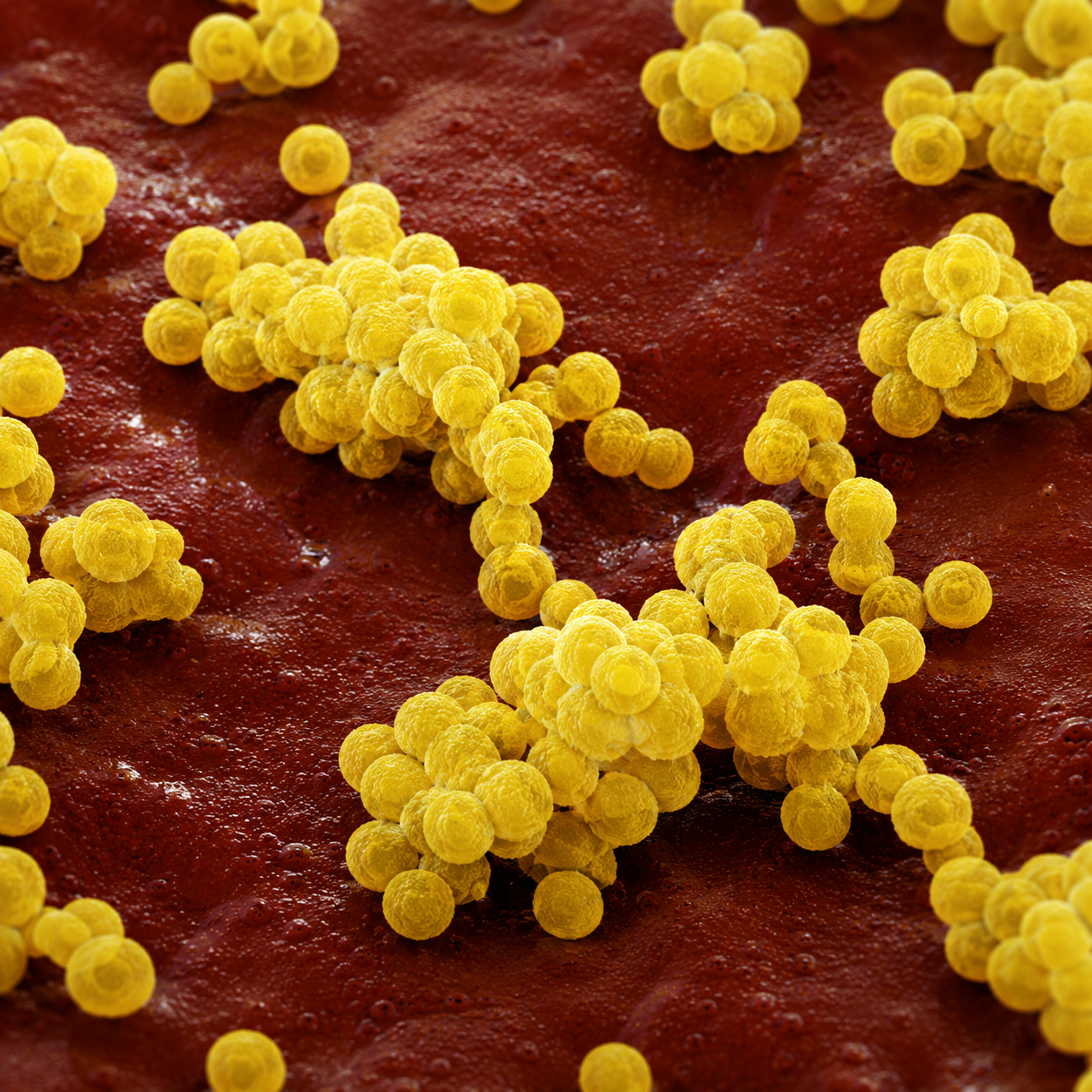 Staphylococcus aureus bacteria microscope-style visual